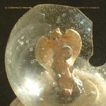 A Weevil in a Biscuit CD Cover