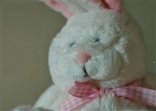 A cute bunny